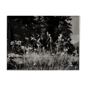 Photographie argentique Bernard Darot Graminées Fleurs XXe