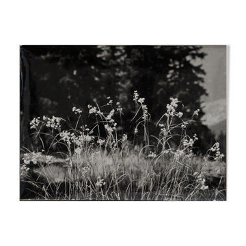 Photographie argentique Bernard Darot Graminées Fleurs XXe