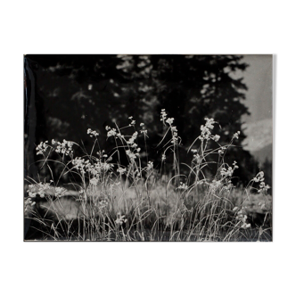 Film photography Bernard Darot Grasses Flowers XXth
