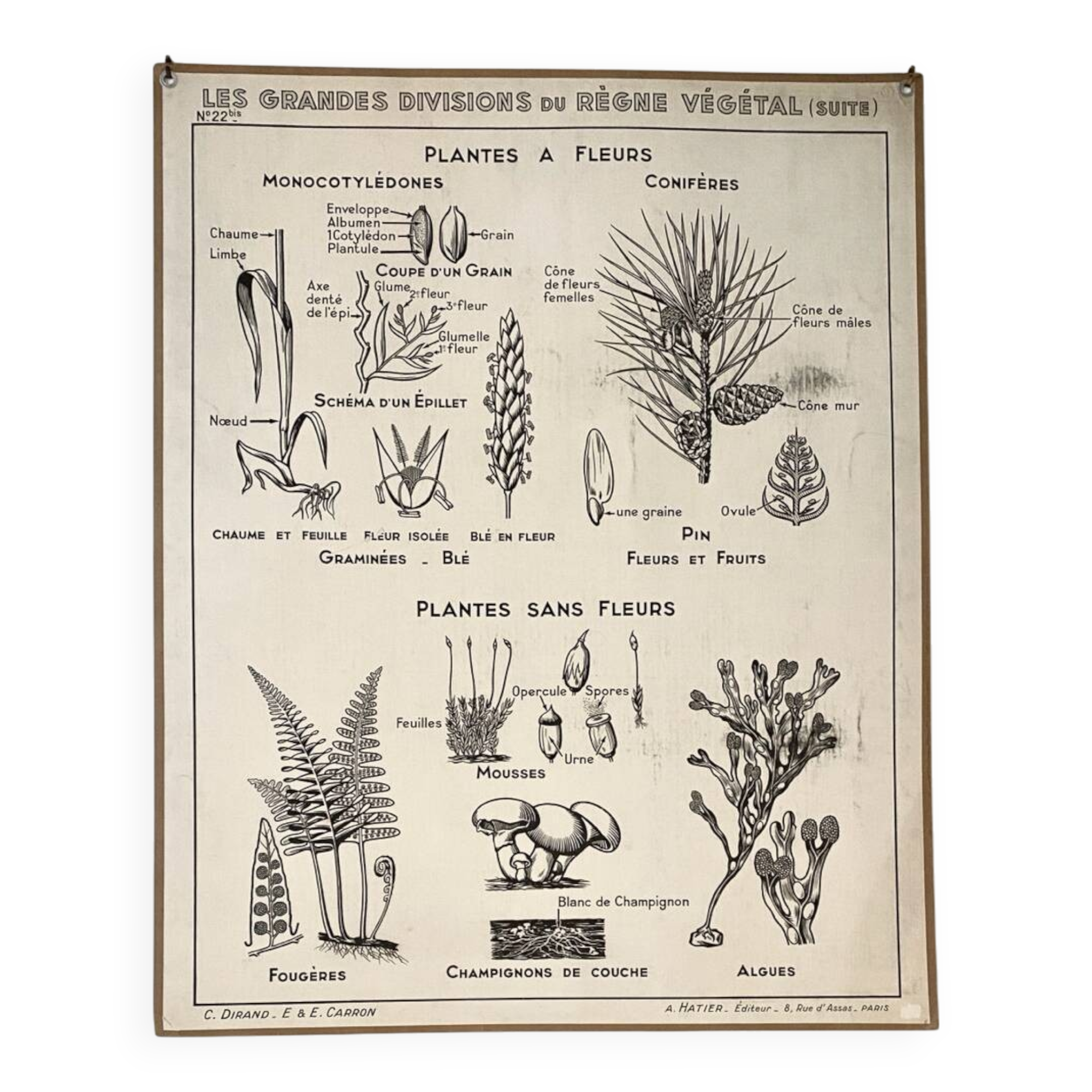 Old school poster vintage botanical poster