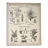 Affiche scolaire ancienne affiche botanique vintage
