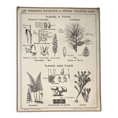 Old school poster vintage botanical poster