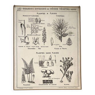 Old school poster vintage botanical poster