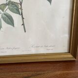 Frame Botanical illustration Dreaded rose of the Indies