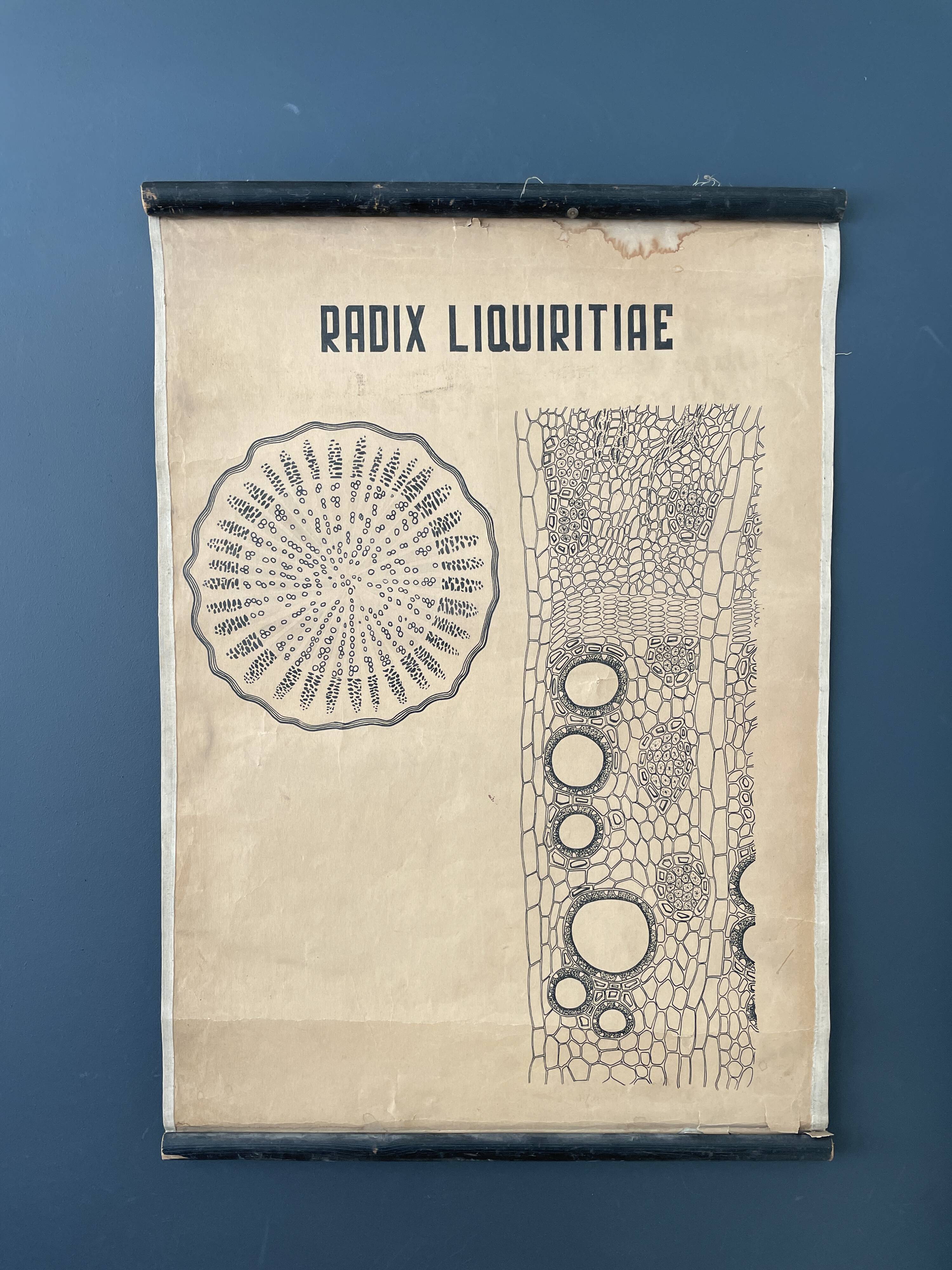 Vintage botanical poster wall board 1970's hand made pharmaceutical university