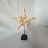 Natural starfish on marble base old cabinet of curiosities shell