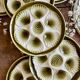 Vintage oyster service Moulin des Loups