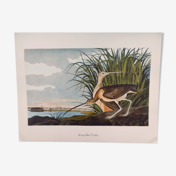 Planche oiseaux de J.J. Audubon - Courlis à long bec, 1978