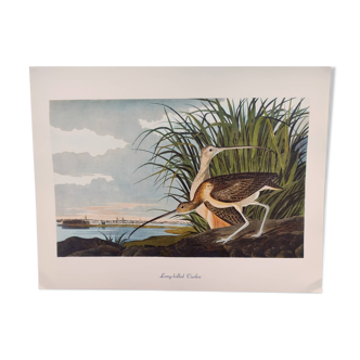 Planche oiseaux de J.J. Audubon - Courlis à long bec, 1978