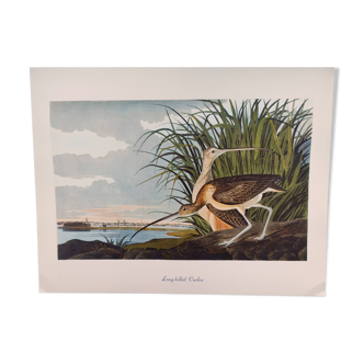 Bird board by JJ Audubon - Long-billed curlew - from 1978. Zoological and ornithological image