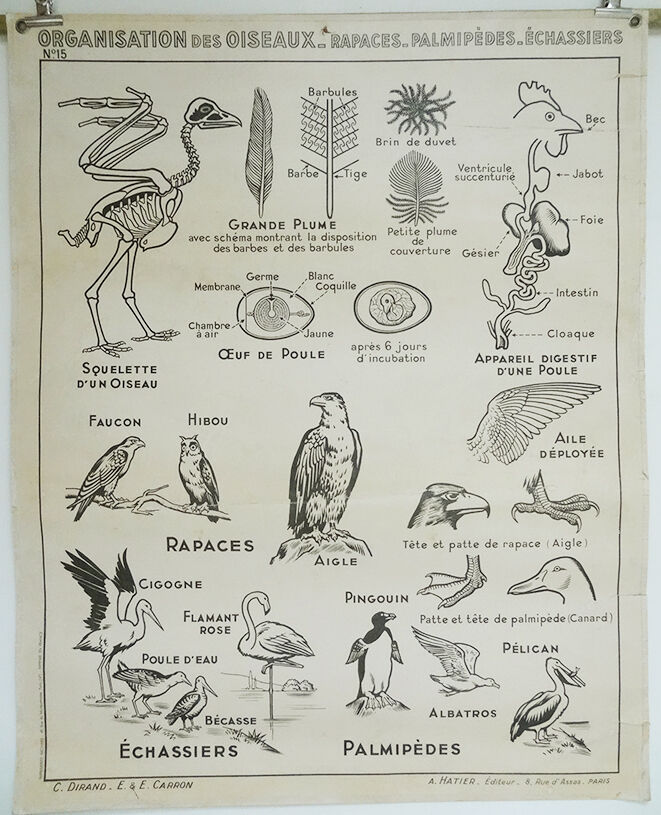 Hatier Poster Birds, The Gallinaceans