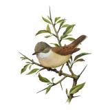 Old bird board 1960s - Gray Warbler - Zoological and ornithological illustration
