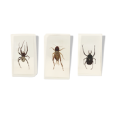 Trio of insects under inclusion of resin N ° 3