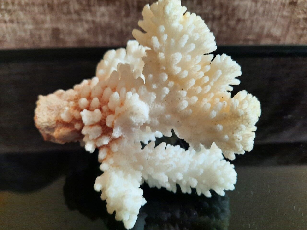 Ancient coral
