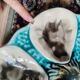 Moulins des loups oyster plate