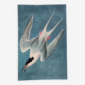 Planche oiseaux de J.J. Audubon - Sterne de Dougall 🐦 Illustration zoologique et ornithologique