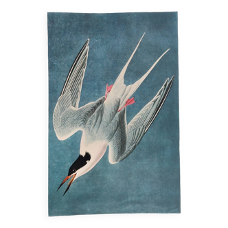 Bird board by JJ Audubon - Roseate Tern 🐦 Zoological and ornithological illustration