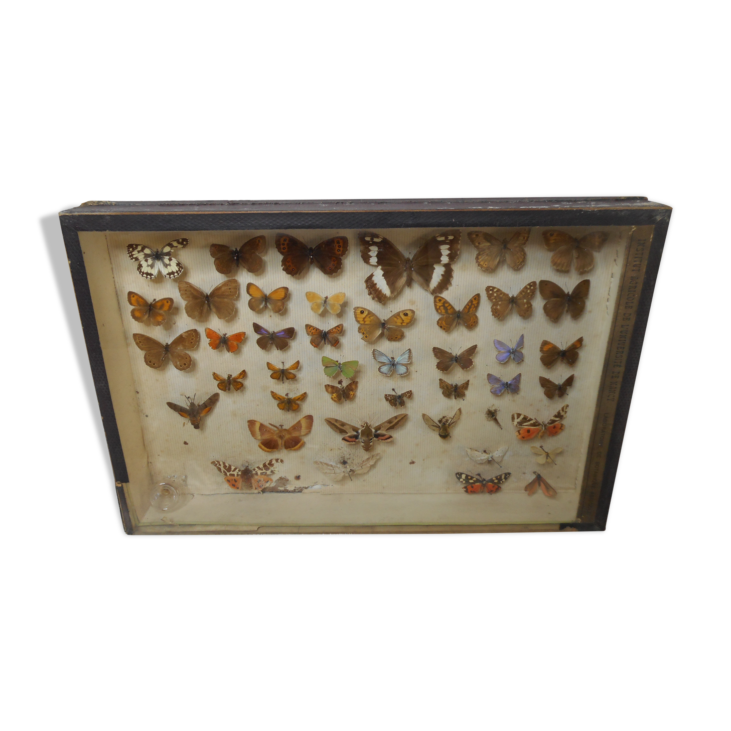 Old butterflies 1920 under glass