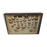 Old butterflies 1920 under glass