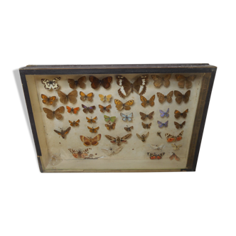 Old butterflies 1920 under glass