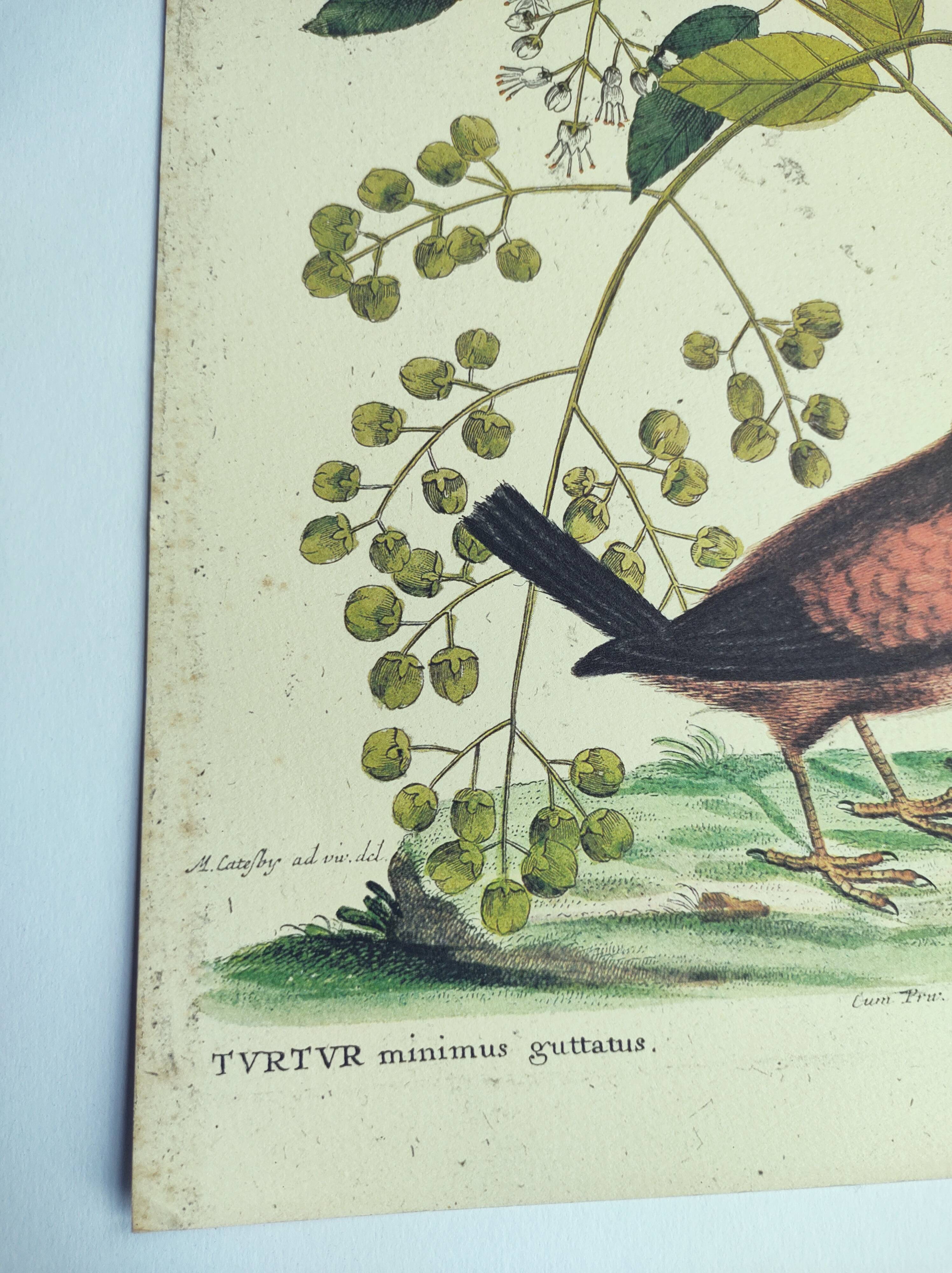 Antique bird engraving - Small Turtle Dove - Zoological plate by Seligmann