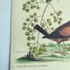 Antique bird engraving - Small Turtle Dove - Zoological plate by Seligmann
