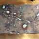 Table Basse avec Fossiles