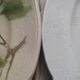 4 slurry plates by St Clément