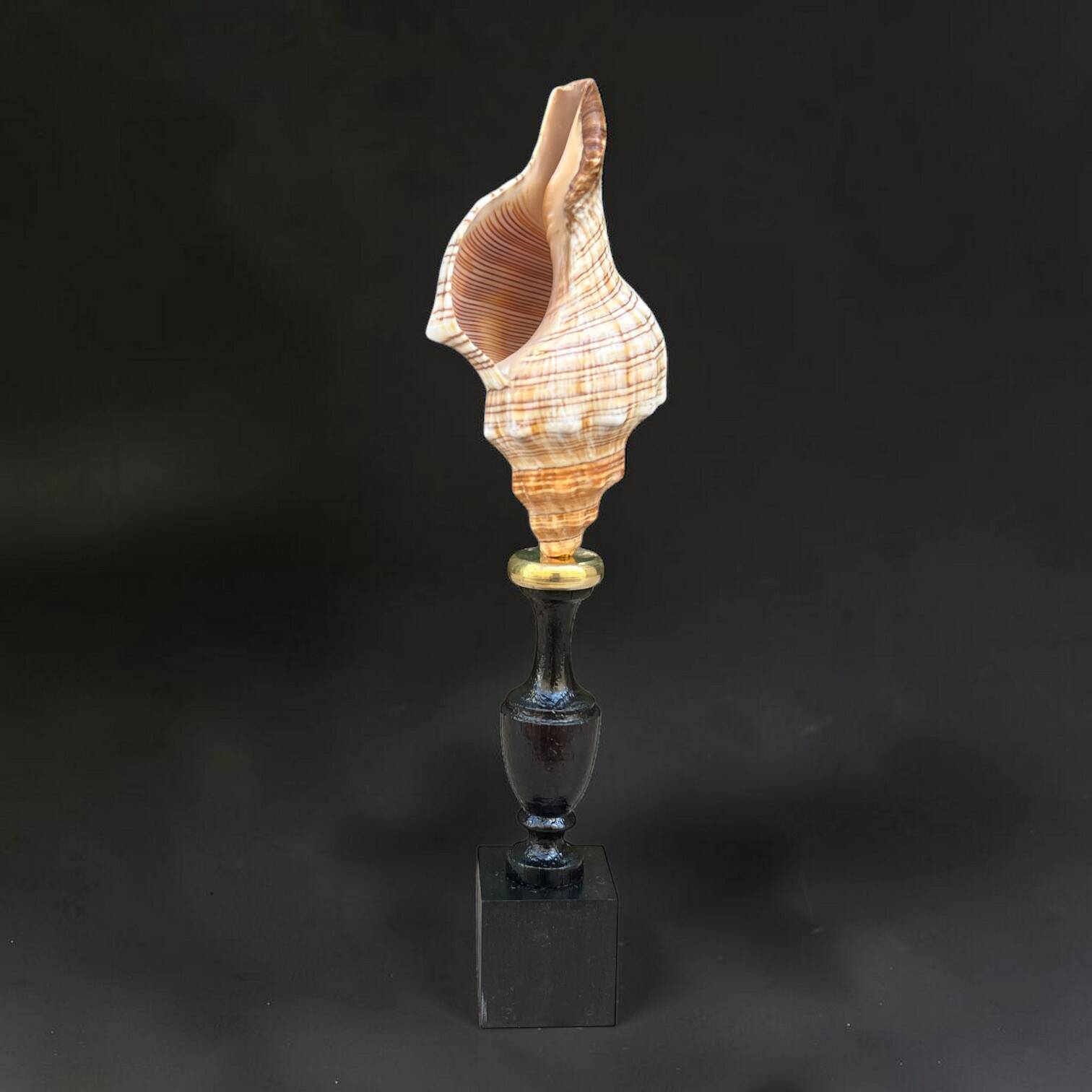 Sea snail shell Fasciolaria Trapezium on a turned wooden base