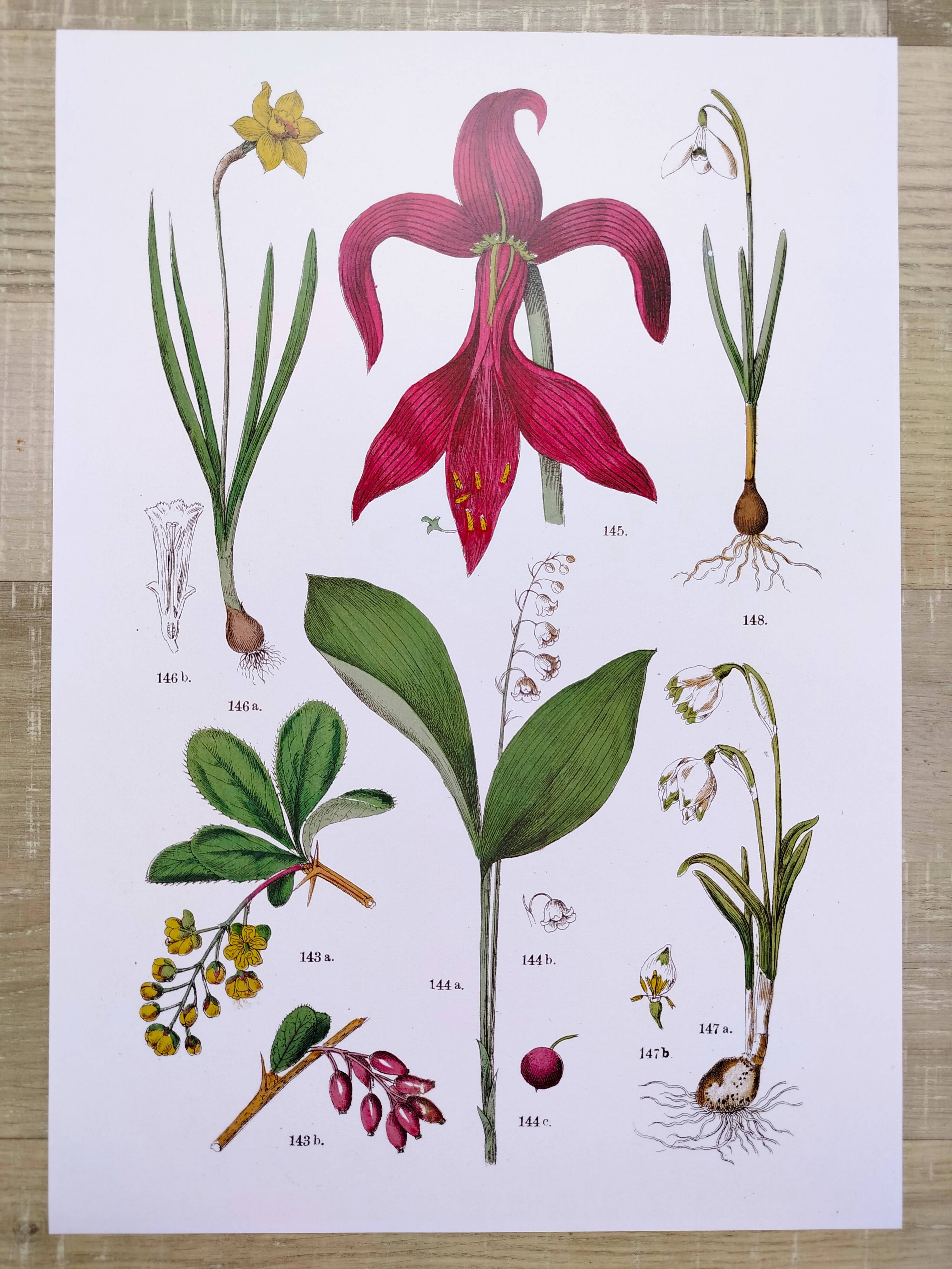 Plant poster based on an 1881 engraving "Narcissus"