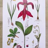 Affiche sur les plantes d'après une gravure de 1881 "narcisse"