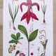 Affiche sur les plantes d'après une gravure de 1881 "narcisse"