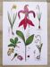 Affiche sur les plantes d'après une gravure de 1881 "narcisse"