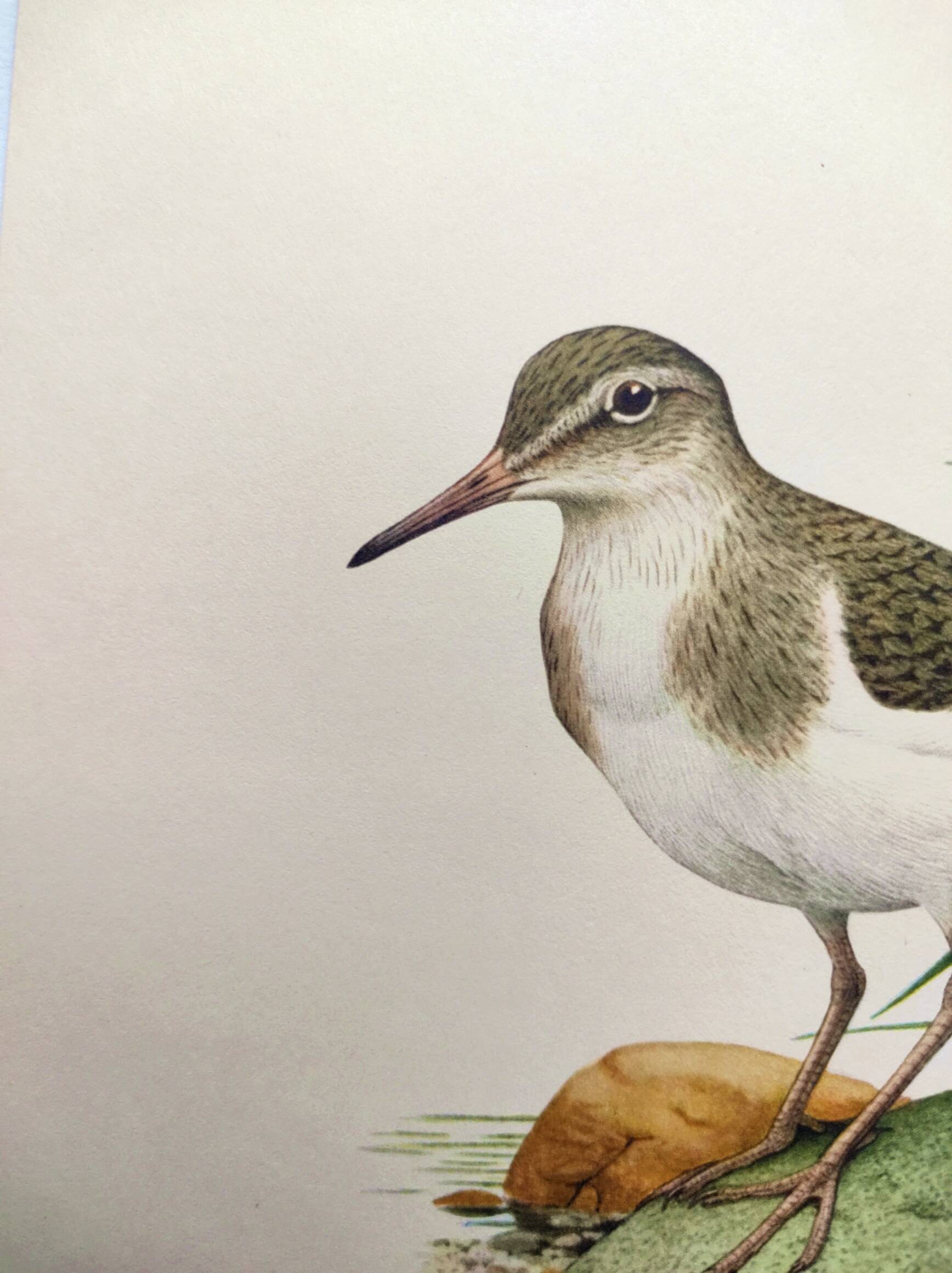 Antique bird illustration from the 1960s - Common Sandpiper - Plate