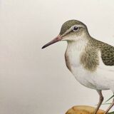Antique bird illustration from the 1960s - Common Sandpiper - Plate