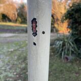 Thonet style coat rack / parrot
