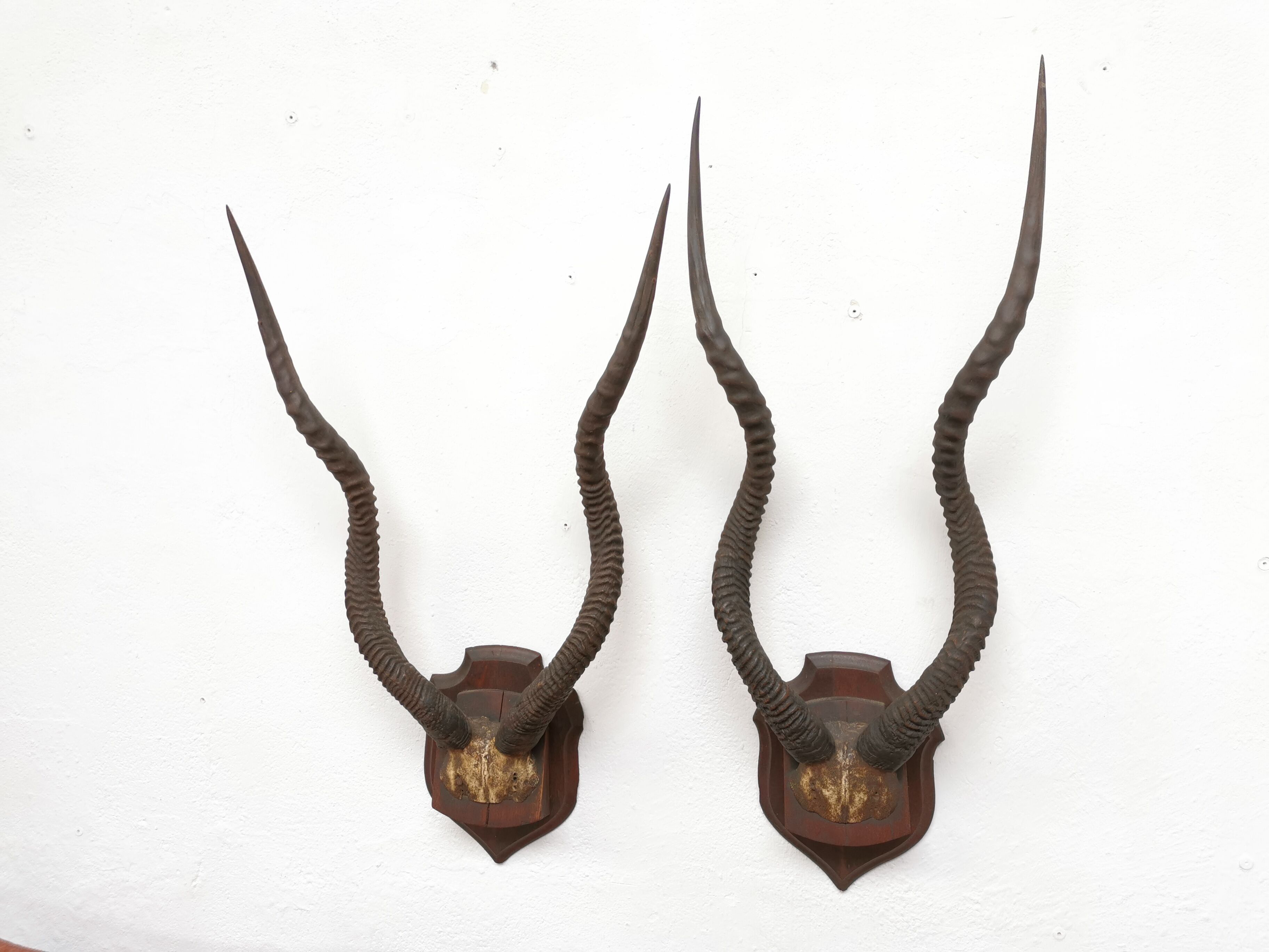 Pair of hunting trophy horn oryx antelope