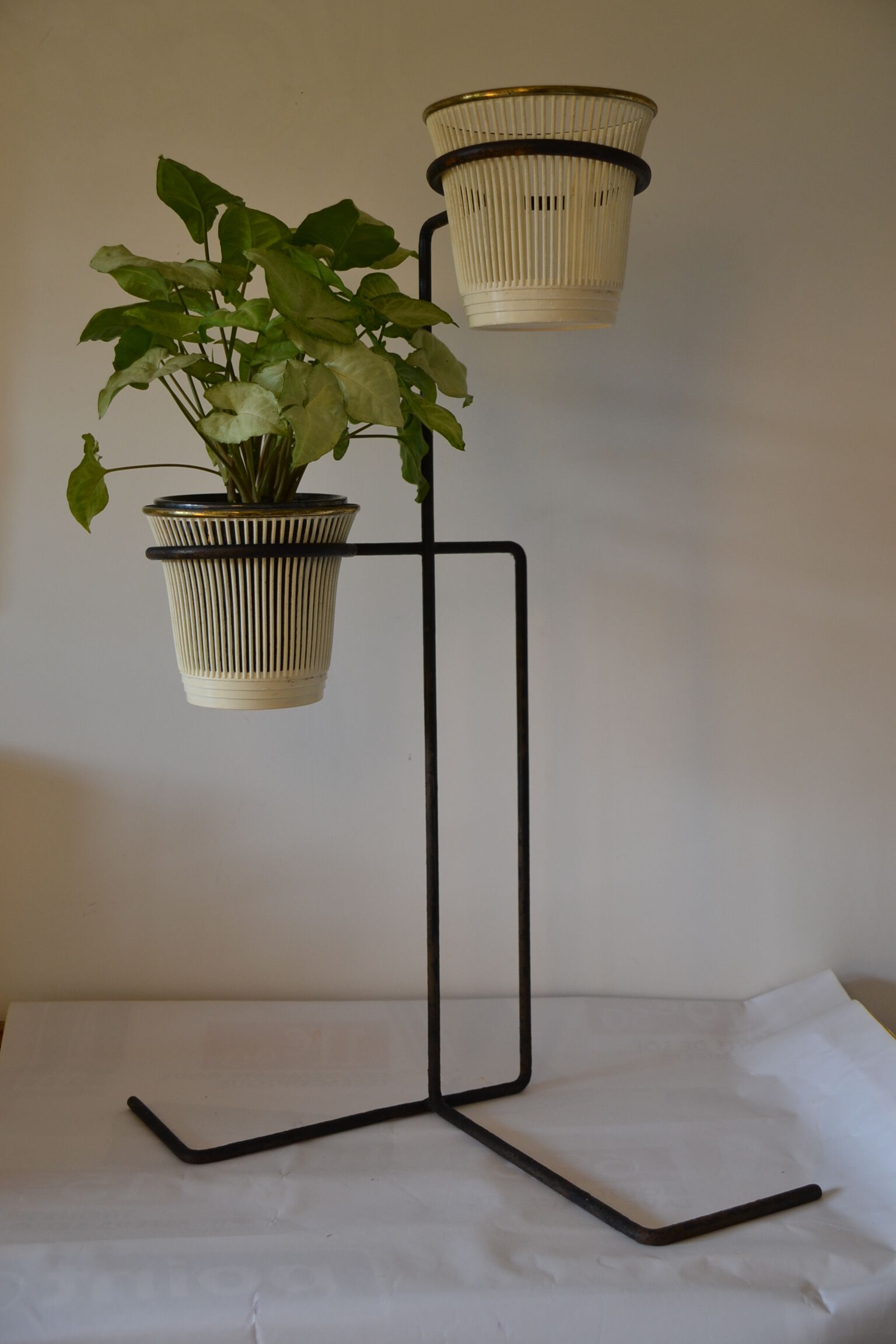 Plants rack in black iron of the 50s 60s