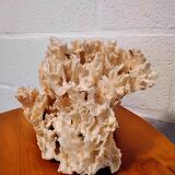 White coral
