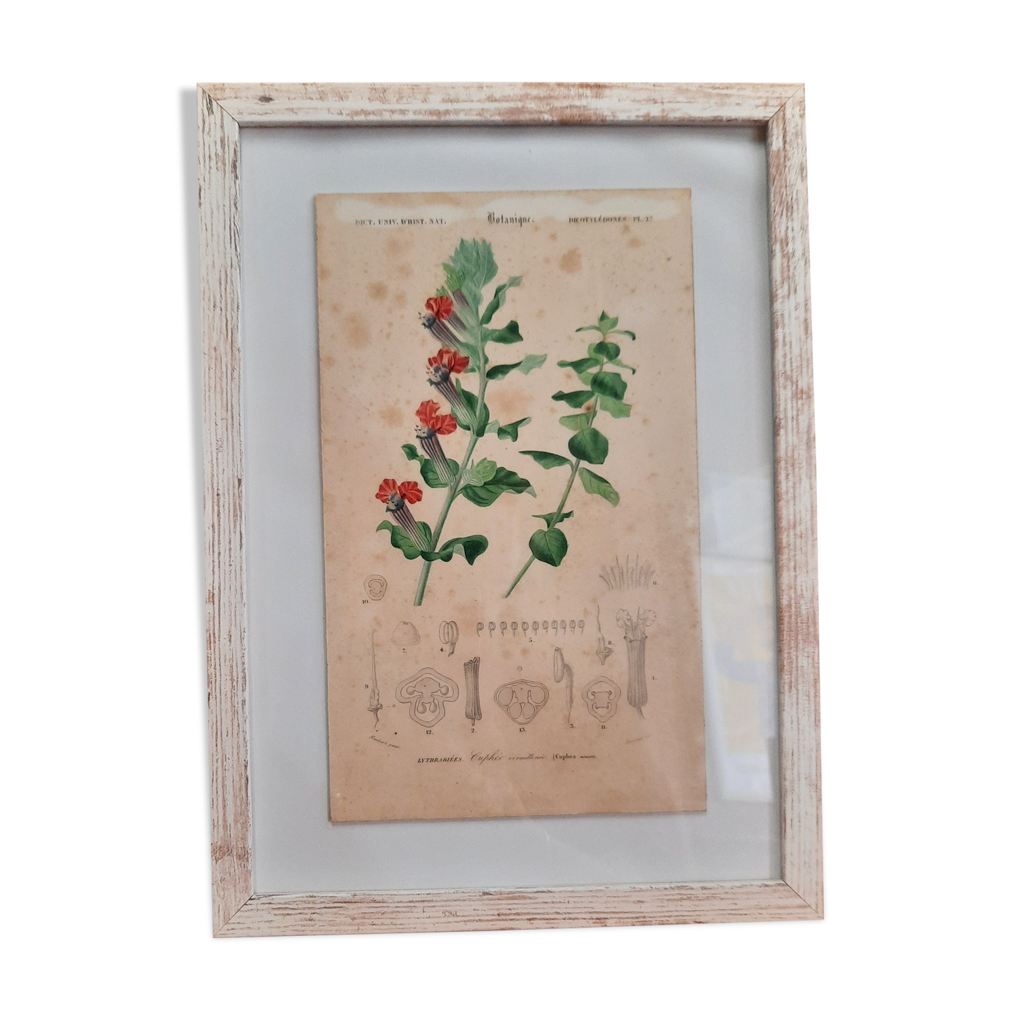 Framed old botanical board