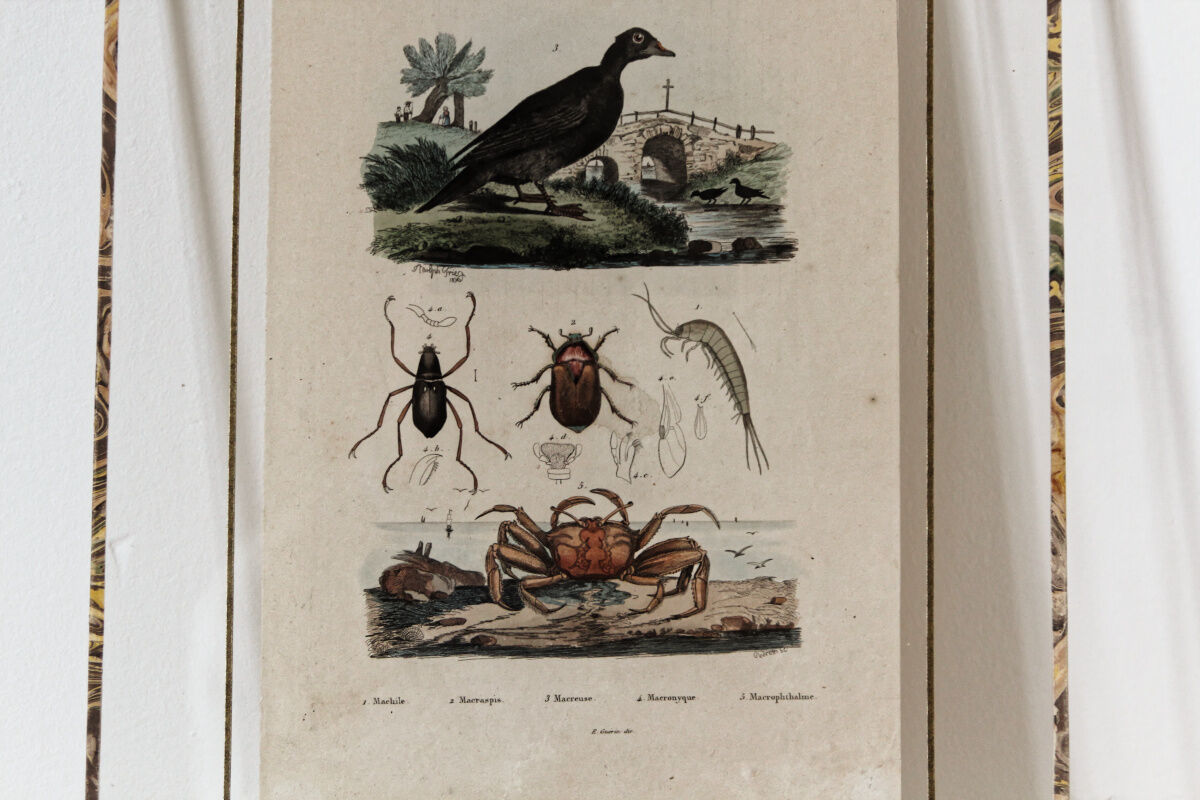 Colorized animal board, framed