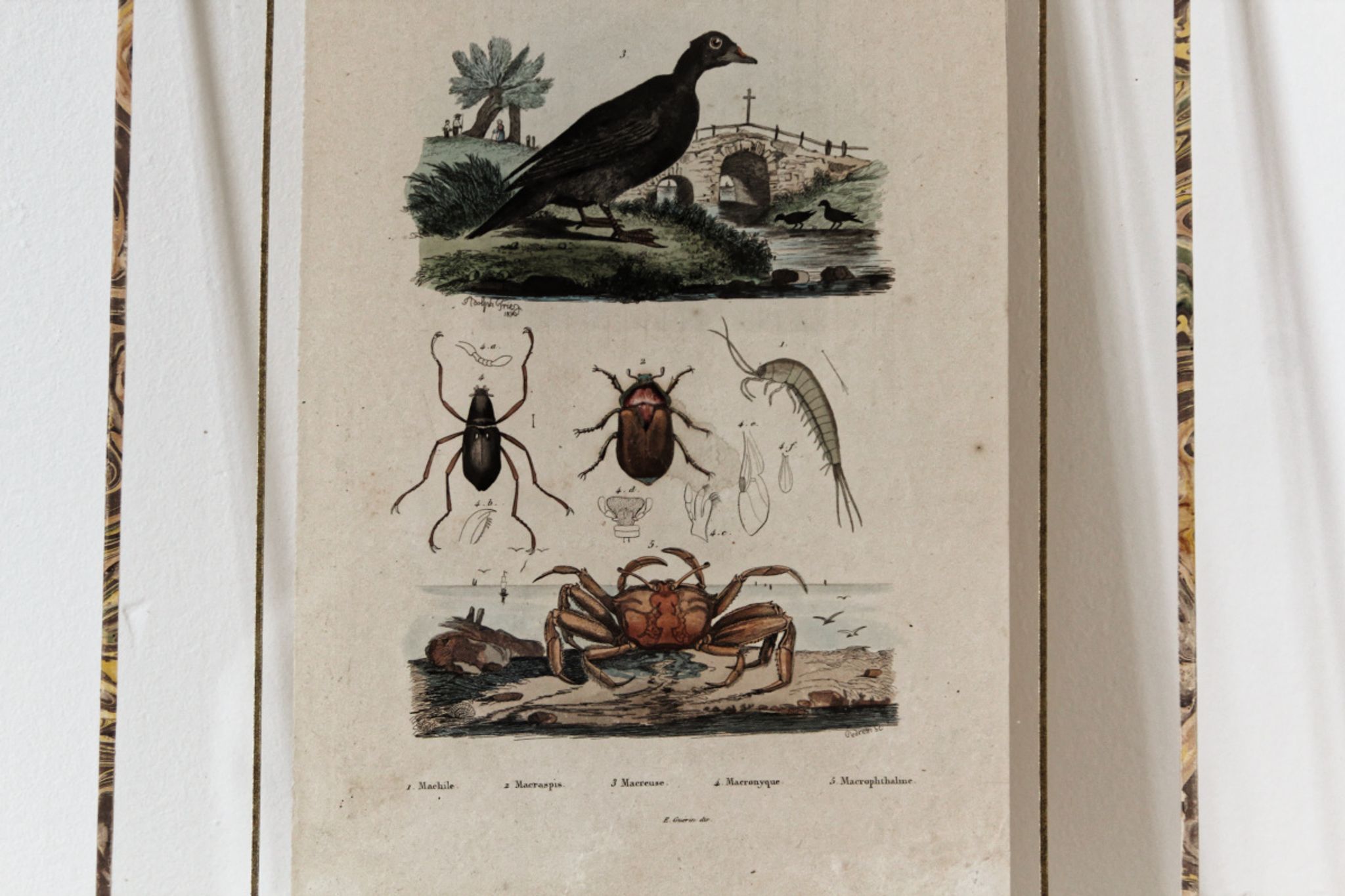 Planche animalière colorisée, encadrée