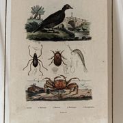 Planche animalière colorisée, encadrée