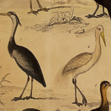 Original ornithological plate " Secretary - Kamichi - &c... Buffon (1837)