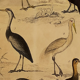 Original ornithological plate " Secretary - Kamichi - &c... Buffon (1837)