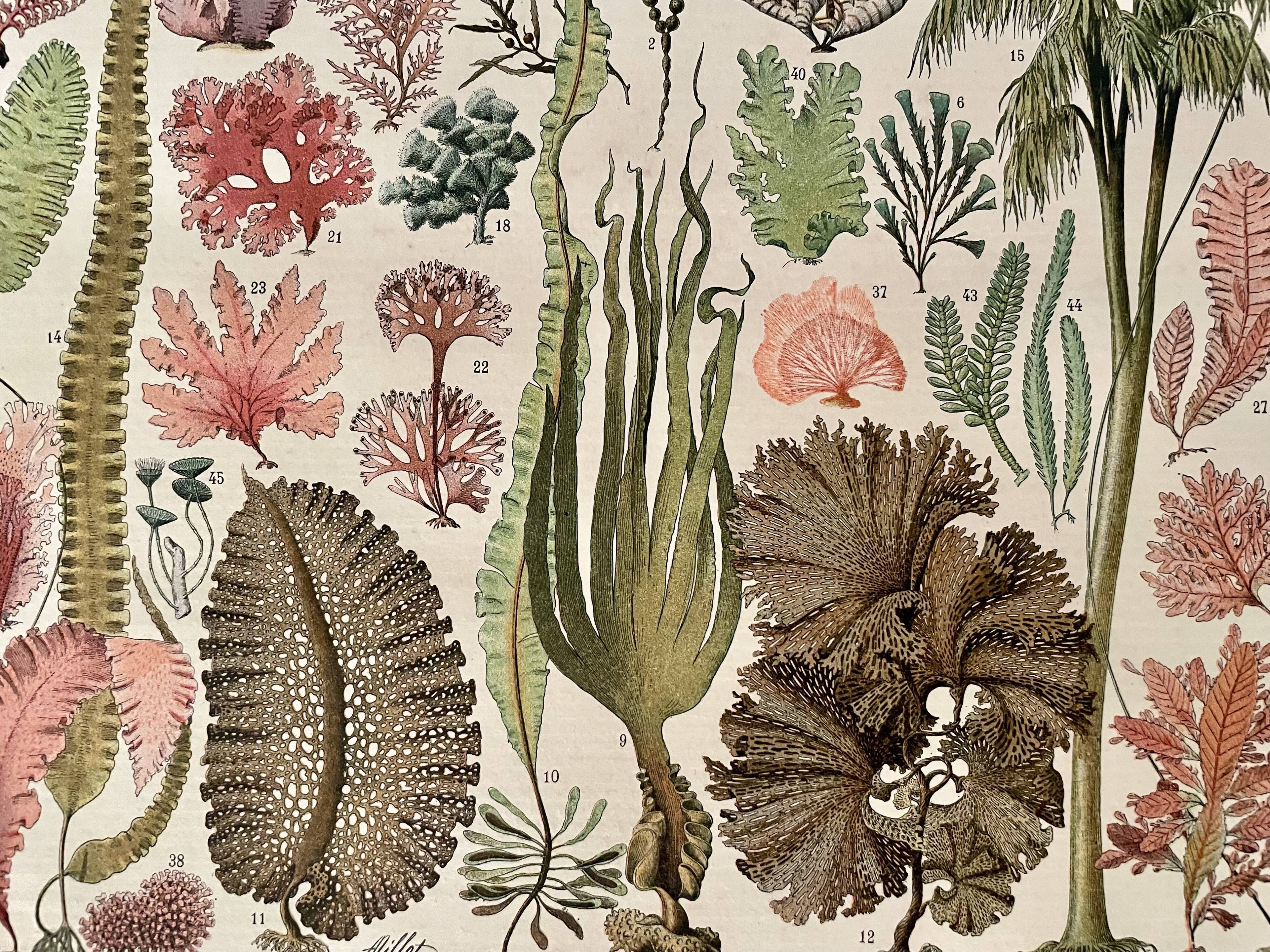 Lithographie sur les algues - 1900