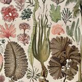 Lithograph on algae - 1900
