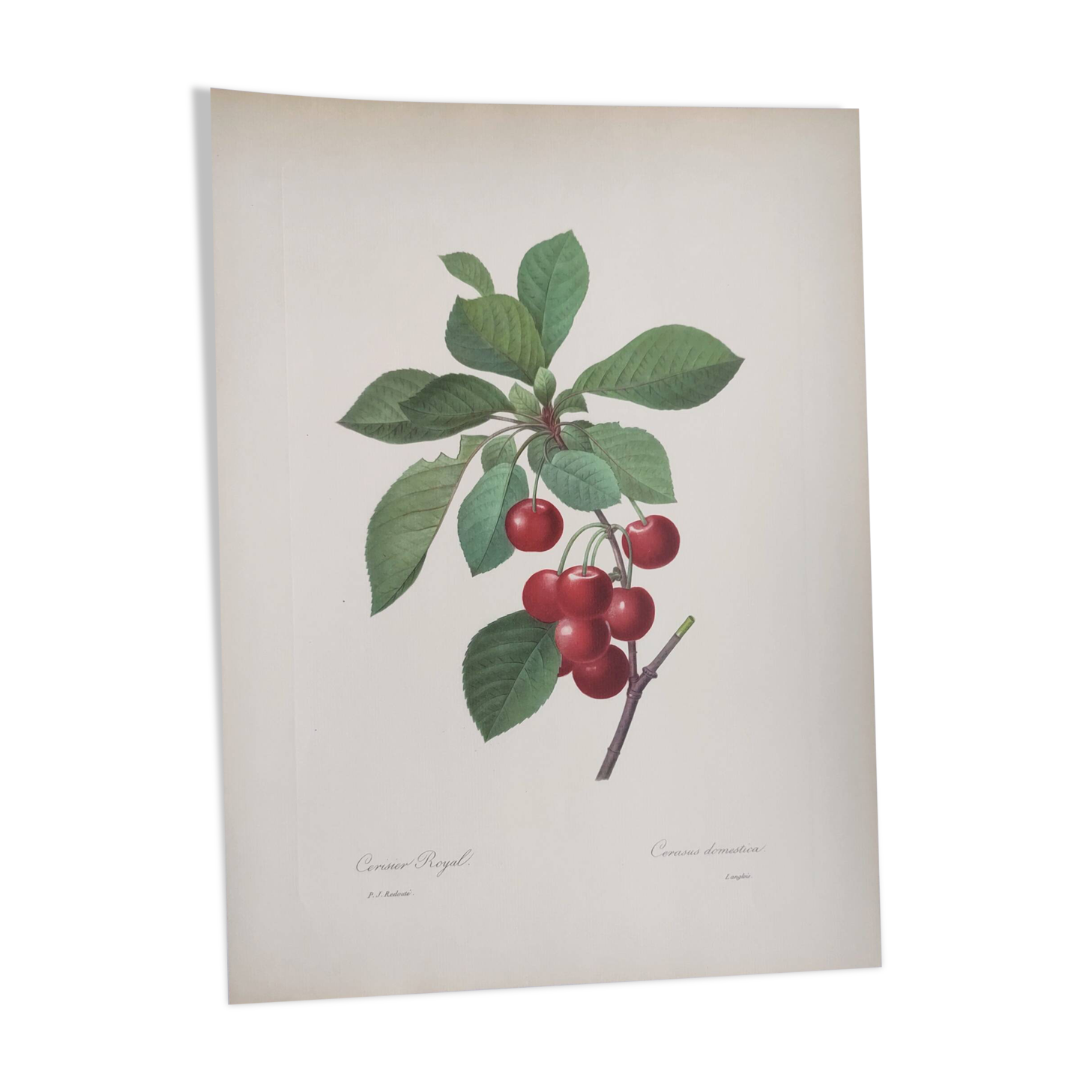 Antique fruit engraving -1955- Royal Cherry Tree- by PJ. Redouté. Vintage