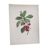 Antique fruit engraving -1955- Royal Cherry Tree- by PJ. Redouté. Vintage