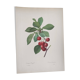 Antique fruit engraving -1955- Royal Cherry Tree- by PJ. Redouté. Vintage